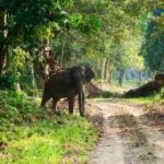 Nigerian Government Moves To Privatise Three National Parks