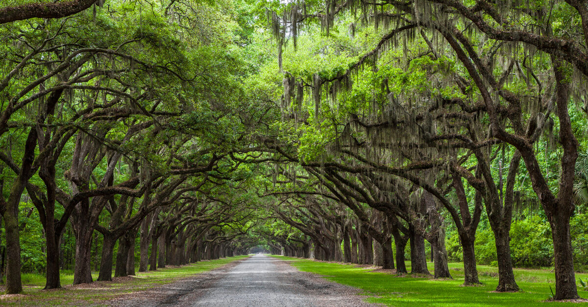 A Savannah Getaway