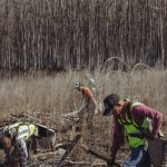 Living Carbon Makes Faster Growing Trees to Absorb Extra CO2