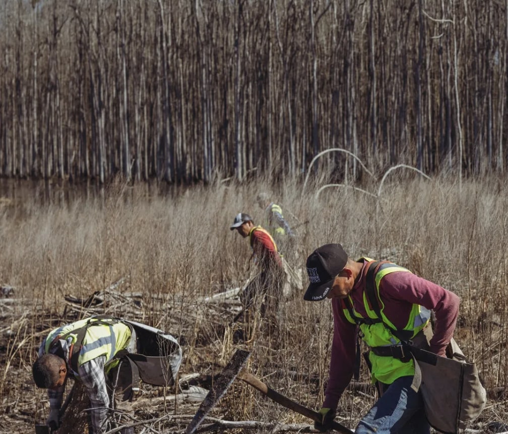 Living Carbon Makes Faster Growing Trees to Absorb Extra CO2