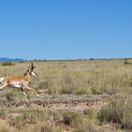 Evolution of Speed: How Has the Clever Pronghorn Outlived The American Cheetah?