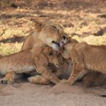 Return of the lions: Large protected areas in Africa attract apex predator