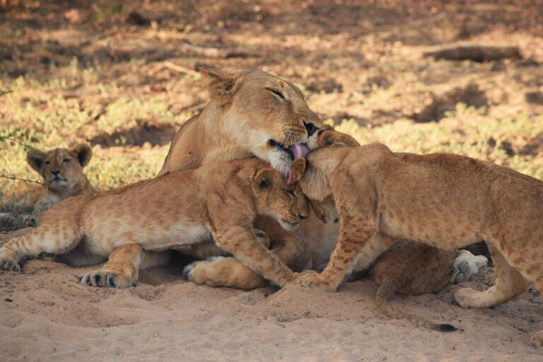 Return of the lions: Large protected areas in Africa attract apex predator