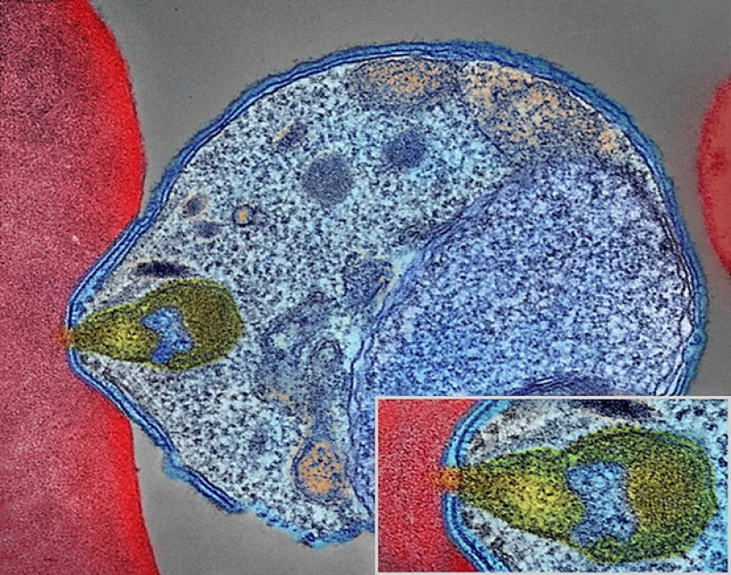 Biological clocks of people and malaria parasites tick in tune