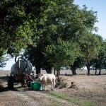 Europe faces ‘intense’ extreme heat and drought, new report warns