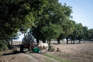 Europe faces ‘intense’ extreme heat and drought, new report warns