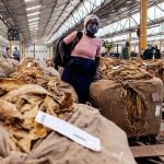 Zimbabwe reports record tobacco sales