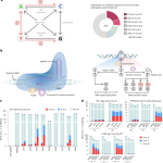 Adenine transversion editors enable precise, efficient A•T-to-C•G base editing in mammalian cells and embryos