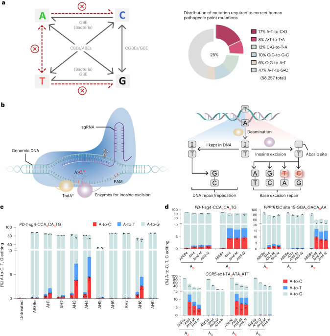 Adenine transversion editors enable precise, efficient A•T-to-C•G base editing in mammalian cells and embryos