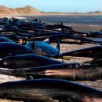 More than 50 pilot whales die after mass stranding on Scottish beach