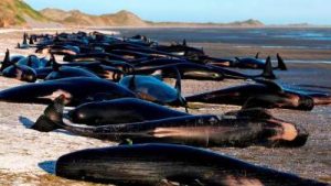 More than 50 pilot whales die after mass stranding on Scottish beach