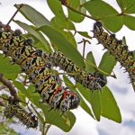 Southern African caterpillar that feeds millions may be next climate casualty