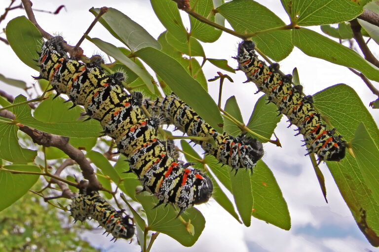 Southern African caterpillar that feeds millions may be next climate casualty