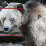 Facial Recognition for Bears Isn’t as Weird as You’d Think