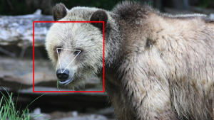 Facial Recognition for Bears Isn’t as Weird as You’d Think