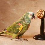 Parrot AI, a transcription platform that turns speech into text, raises $11M Series A