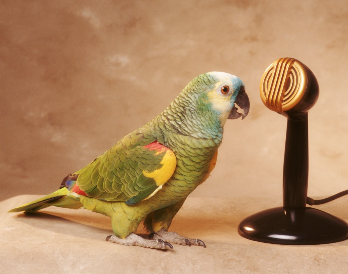 Parrot AI, a transcription platform that turns speech into text, raises $11M Series A