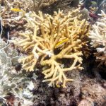 Florida Keys Coral Reefs Already Bleaching as Water Temperatures Soar, Experts Say