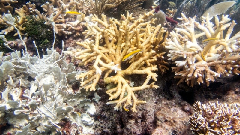 Florida Keys Coral Reefs Already Bleaching as Water Temperatures Soar, Experts Say