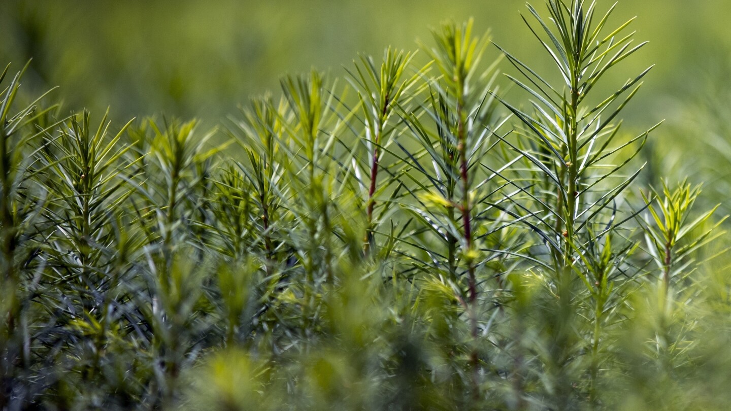 House Republicans propose planting a trillion trees