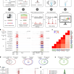 Single-cell m6A mapping in vivo using picoMeRIP–seq