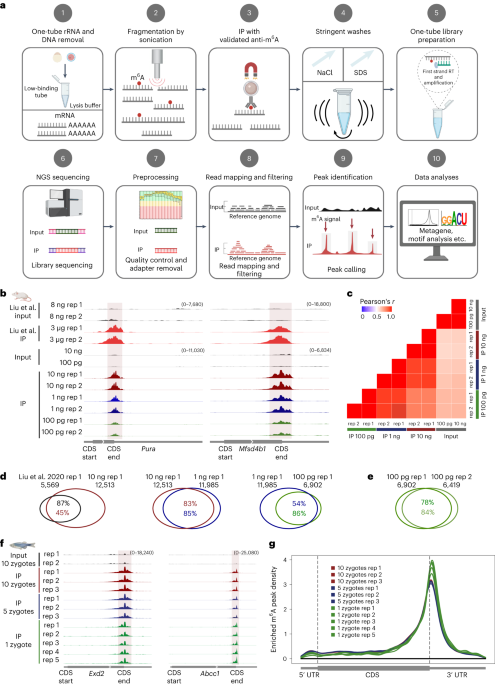 Single-cell m6A mapping in vivo using picoMeRIP–seq