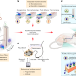 Multifunctional microelectronic fibers enable wireless modulation of gut and brain neural circuits