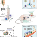 Wireless microelectronic fibers to discover gut and brain pathways