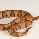 What You Need to Know About Recent Copperhead Bites