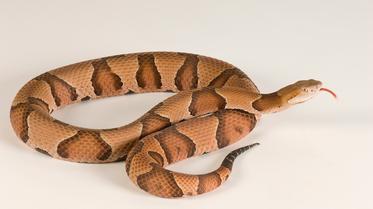 What You Need to Know About Recent Copperhead Bites