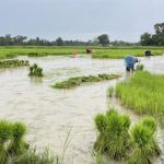 Rice could hit decade high as Indian curbs rock market