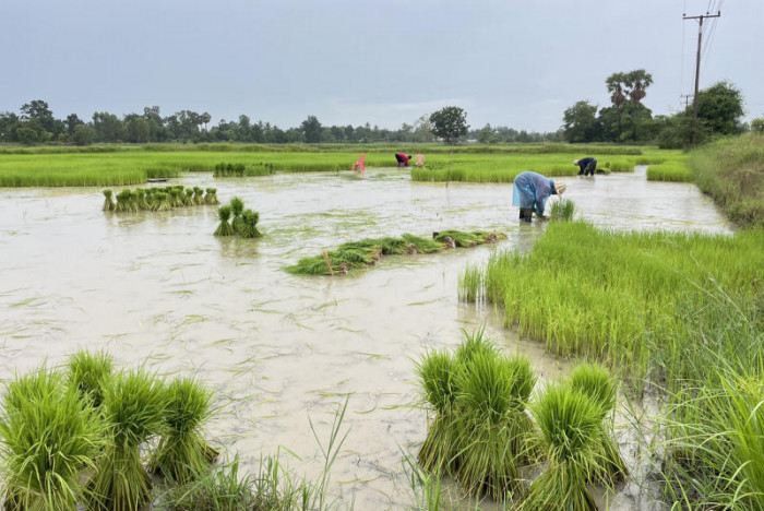 Rice could hit decade high as Indian curbs rock market