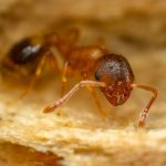 Thanks to a Tapeworm Parasite, European Ants Live Long, Cushy Lives