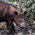 Amid government inaction, Indonesia’s rhinos head toward extinction (analysis)