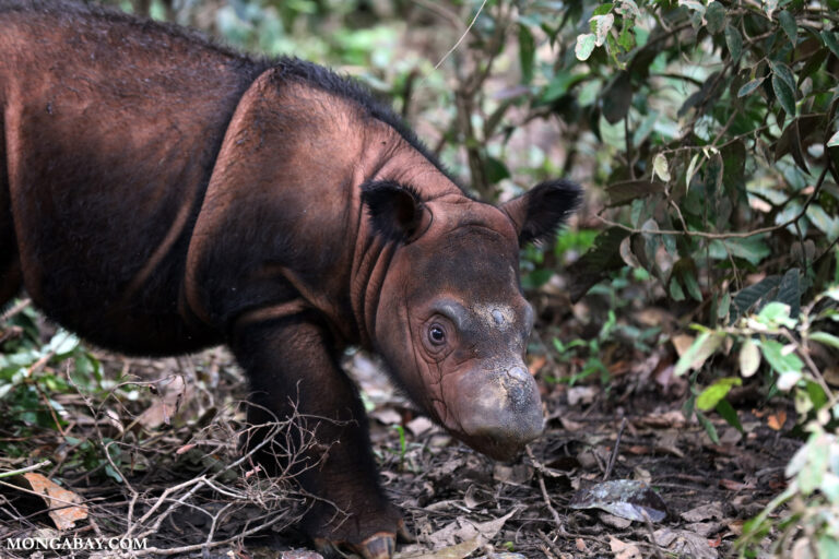 Amid government inaction, Indonesia’s rhinos head toward extinction (analysis)