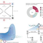 Efficient A-to-C base editing with high specificity