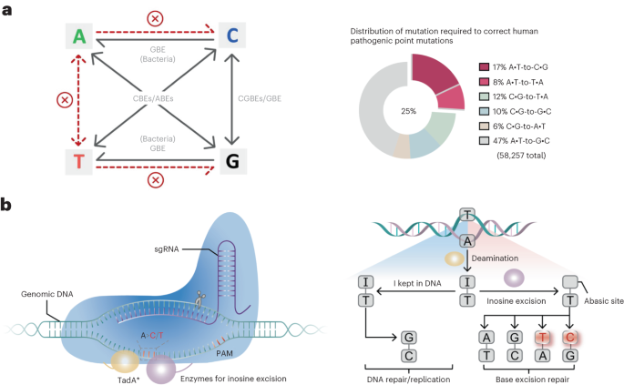 Efficient A-to-C base editing with high specificity