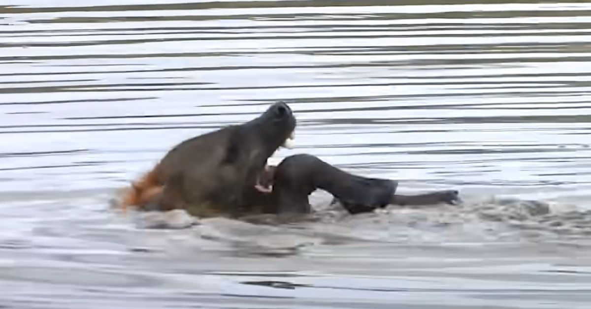 Watch A Hyena Swim The Backstroke — Because Nature Likes To Mess With Us