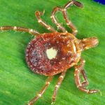 Ticks Are Giving Tons of Americans an Allergy to Red Meat