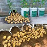 How To Grow Potatoes In Sacks At Home