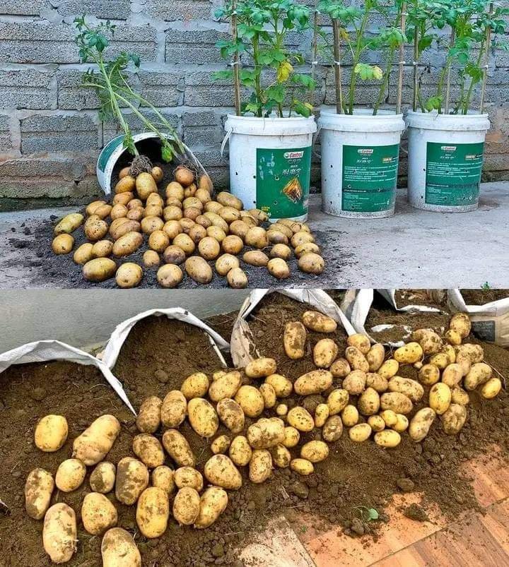 How To Grow Potatoes In Sacks At Home