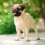 5 Dog Breeds That Have Changed Over The Past 100 Years