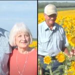 Farmer surprises his wife by planting more than a million sunflowers for their 50th wedding anniversary