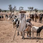 Pastoralists are an asset to the world – and we have a lot to learn from them