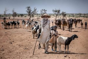 Pastoralists are an asset to the world – and we have a lot to learn from them