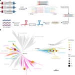 Evolutionary mining and functional characterization of TnpB nucleases identify efficient miniature genome editors