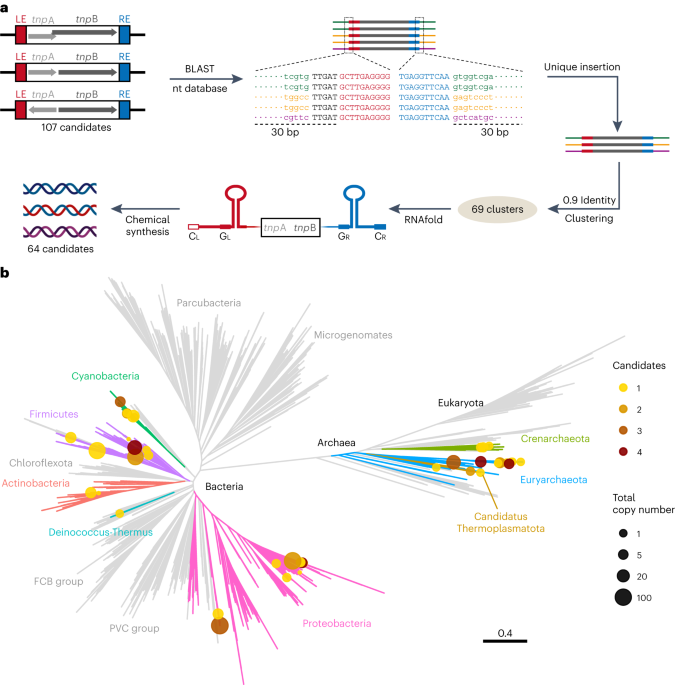 Evolutionary mining and functional characterization of TnpB nucleases identify efficient miniature genome editors