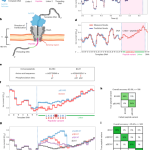 Detection of phosphorylation post-translational modifications along single peptides with nanopores