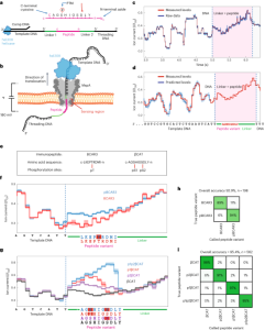 Detection of phosphorylation post-translational modifications along single peptides with nanopores