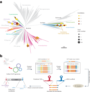 High-throughput screening of TnpB proteins identifies hypercompact genome editors